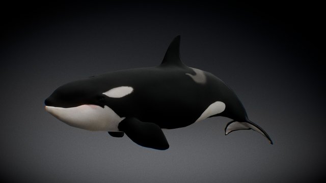 Female Orca 3D Model