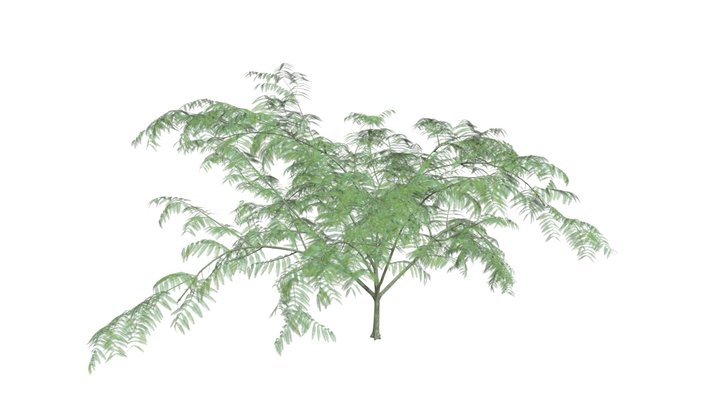 Mimosa Tree #10 3D Model