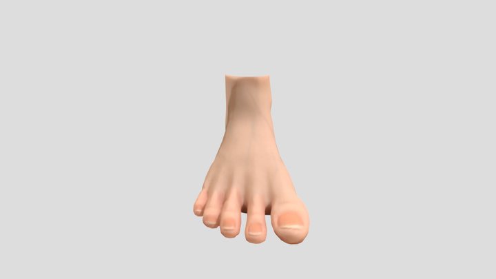 Foot Model 3D Model