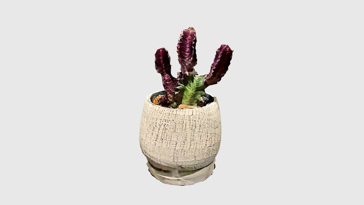 紅彩雲閣 Euphorbia trigona f. rubra (Scaniverse) 3D Model