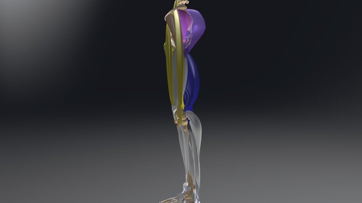 Hip Joint 3D Model