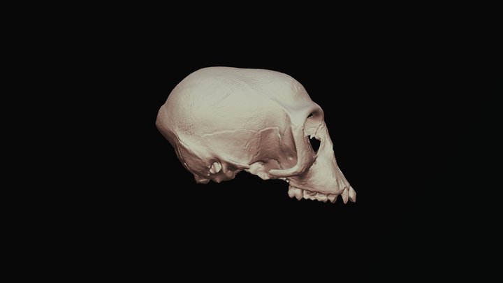 Monkey Skull-Cercopithecus aethiops pygerythus 3D Model