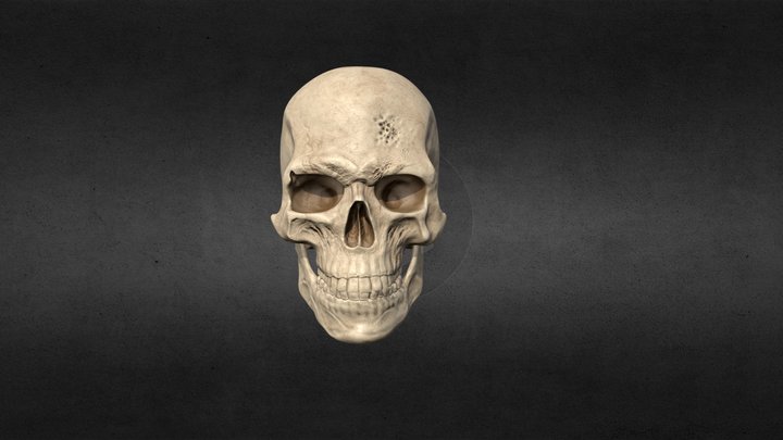 My first published 3D Skull model 3D Model