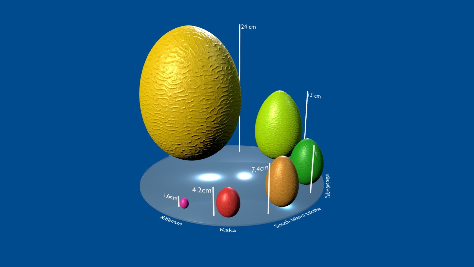 Size diversity of New Zealand birds eggs 3D model by nzfauna [e60027f