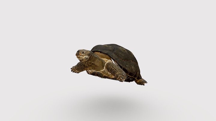 Żółw słoniowy 3D Model