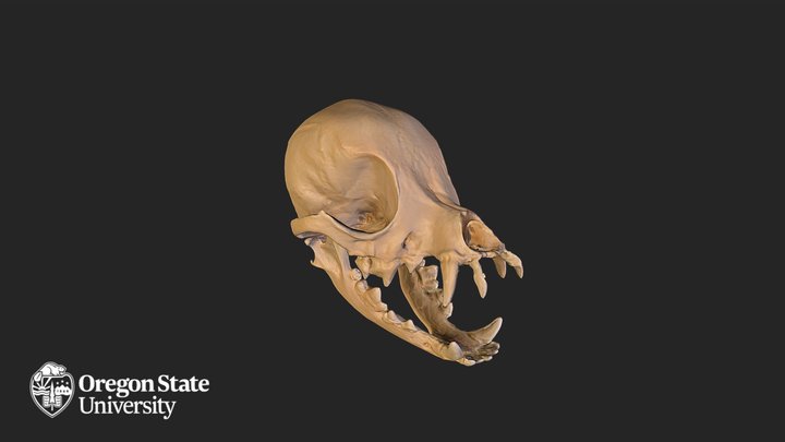Chihuahua Skull 3D Model