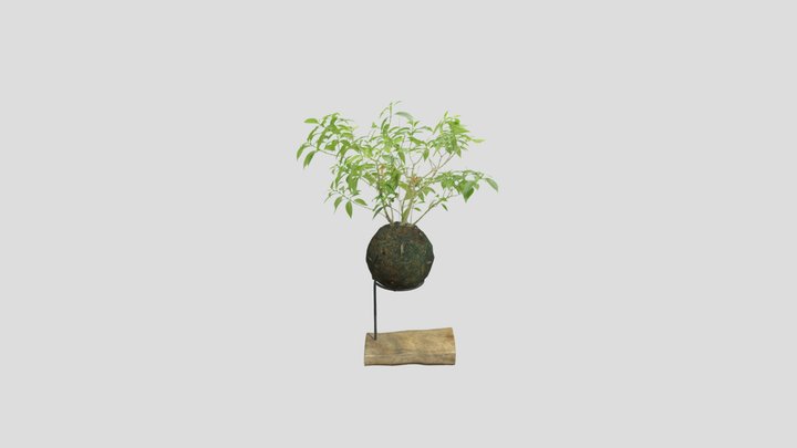 Kokedama Bonsai 3D Model