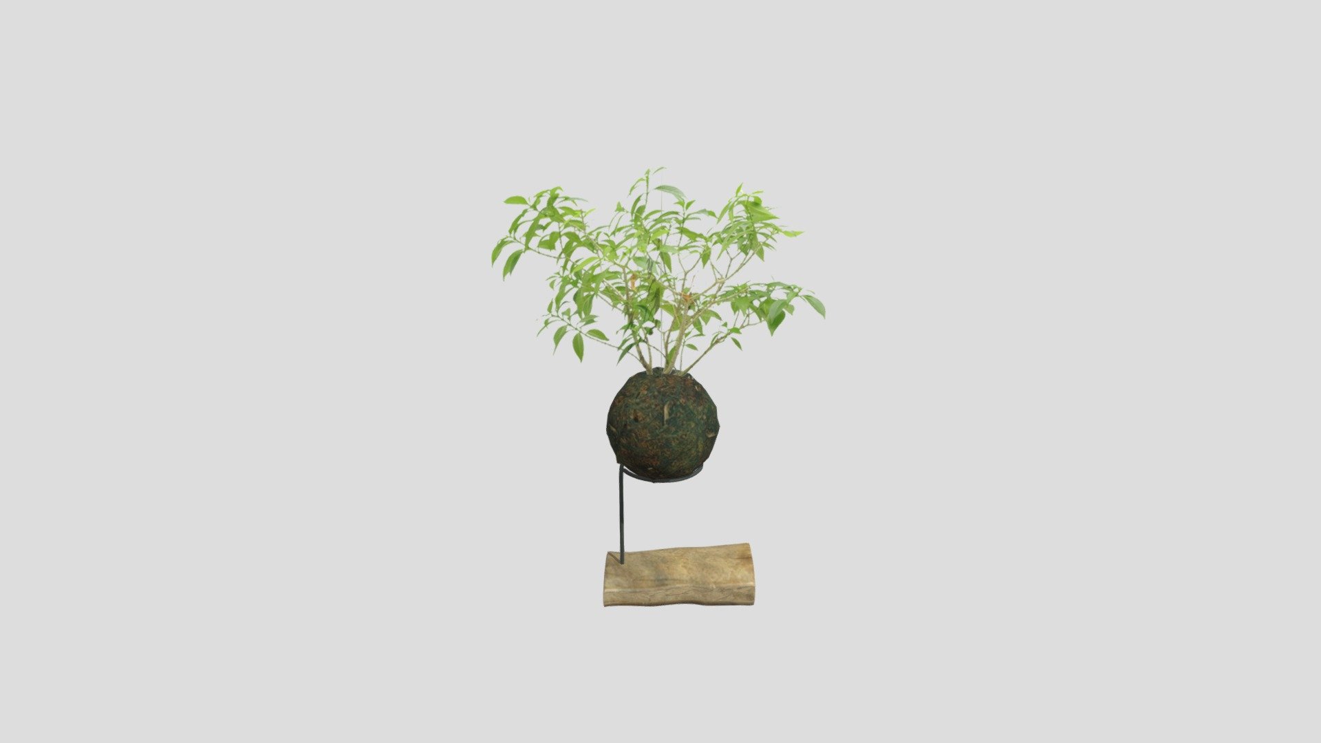 Kokedama Bonsai