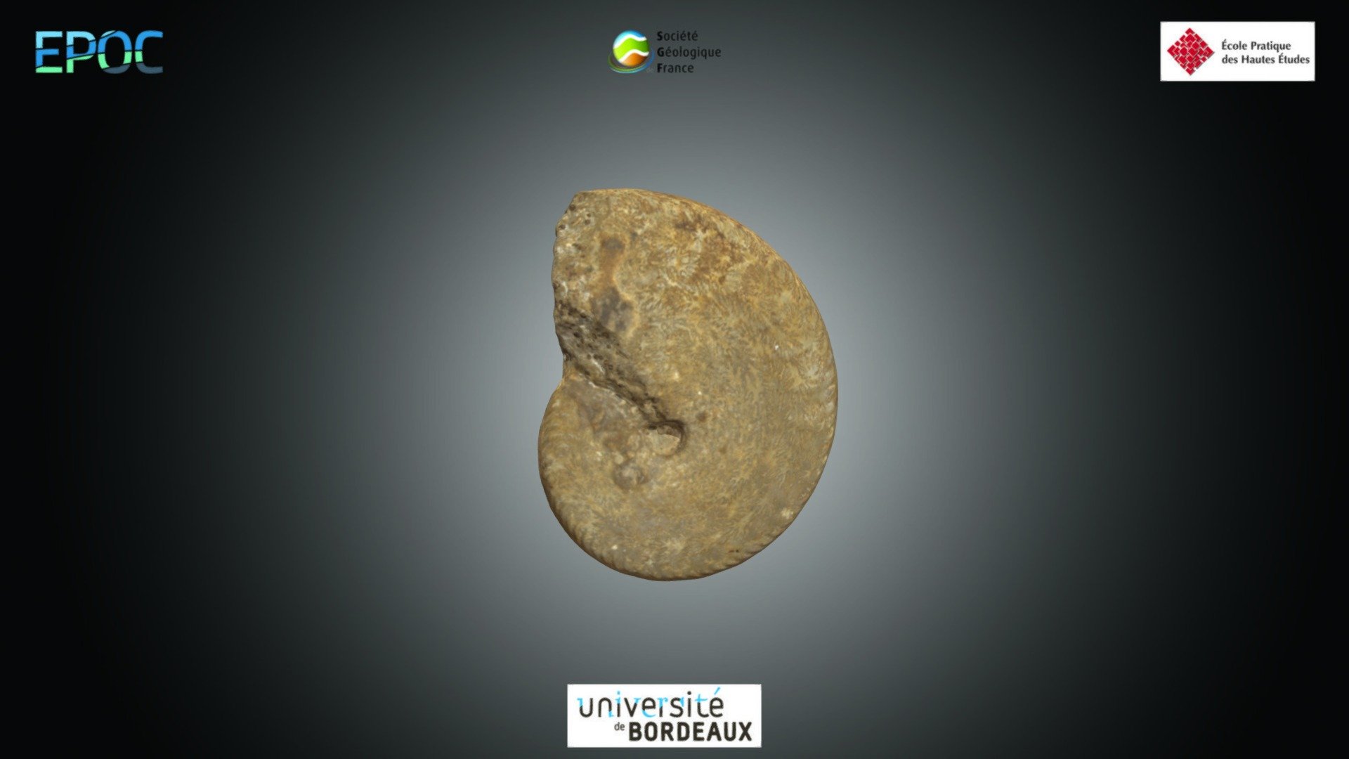 Ammonite - Oppelia sp.