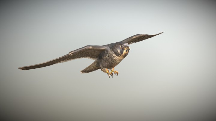 Halcón peregrino 3D Model