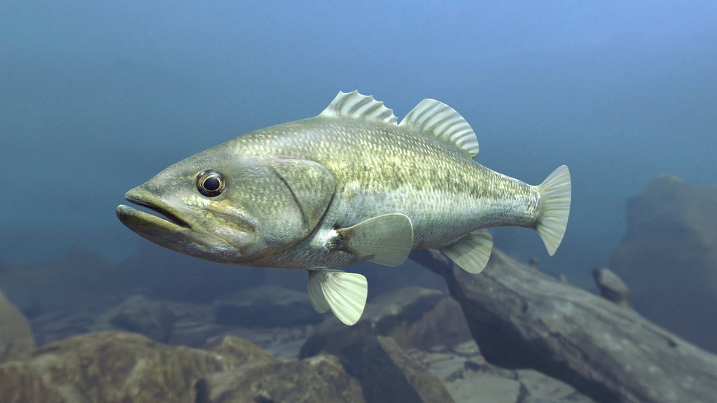Model 67A - Largemouth Bass