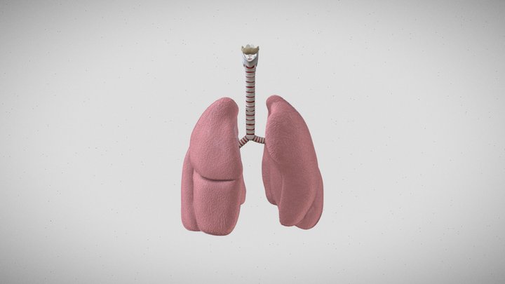 BVIS 519 - Larynx+Trachea+Lungs 3D Model