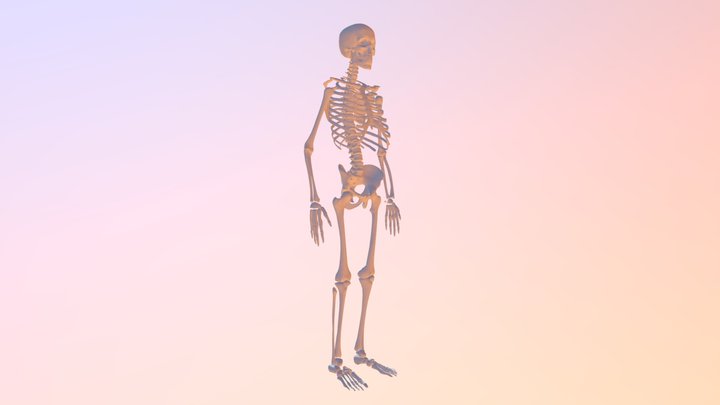 FINAL-SKELE-FBX FB Xfbx 22 3D Model