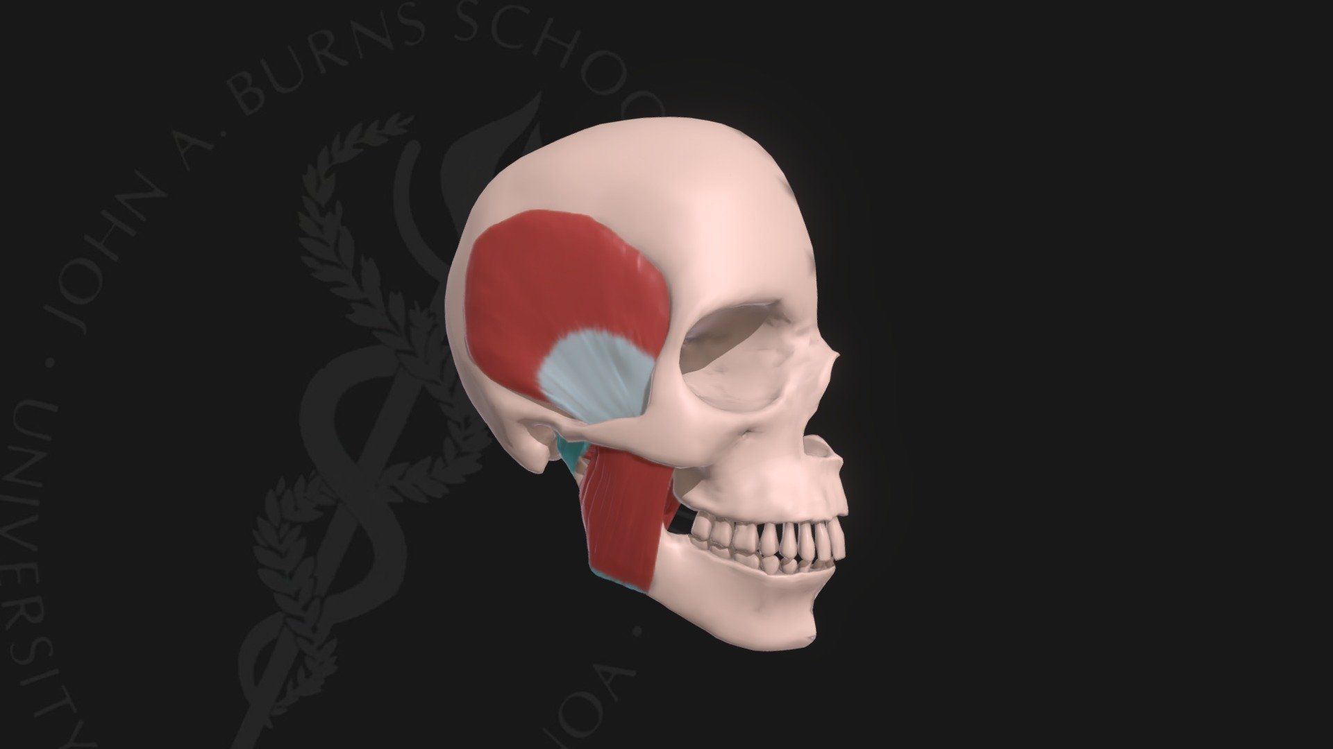 Muscles of Mastication 3D model by John A Burns School of Medicine