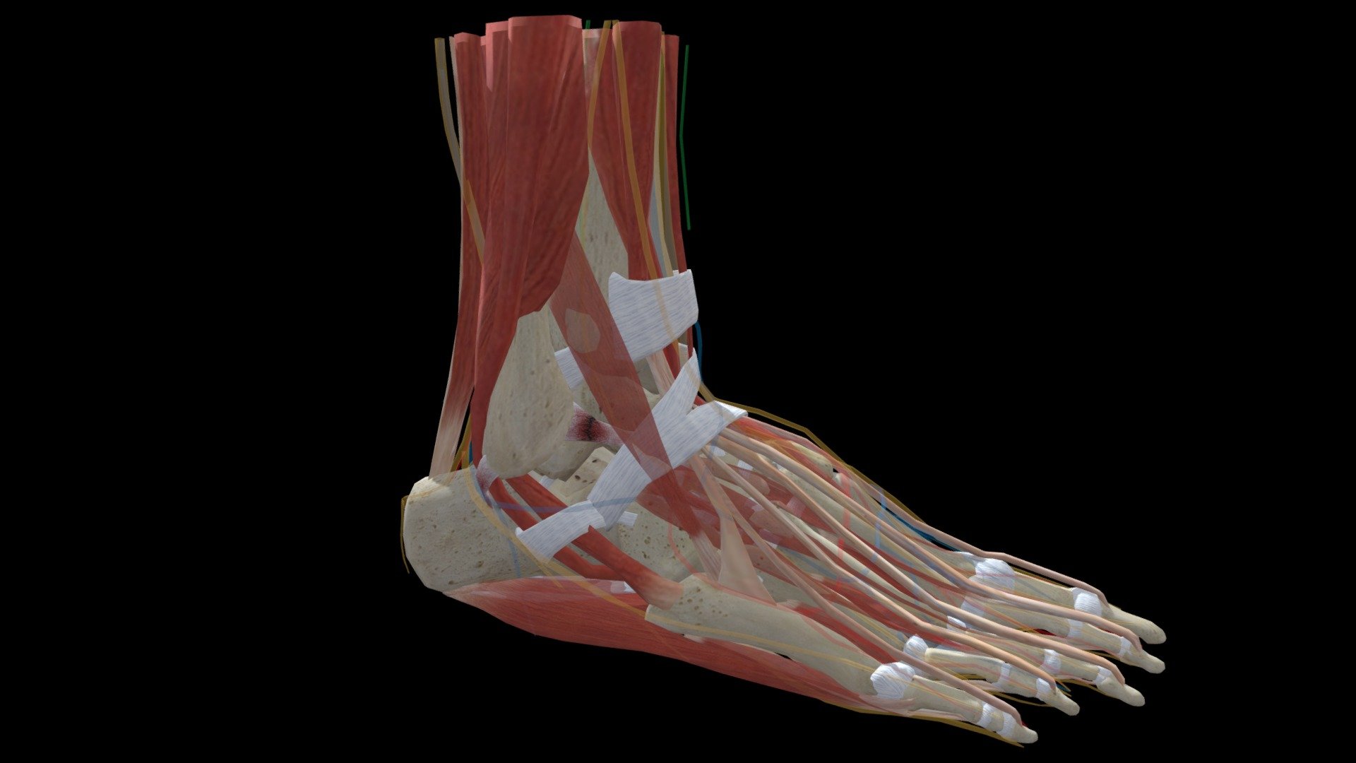 Foot Inversion Tear CFL And ATFL - 3D model by Connections XR ...