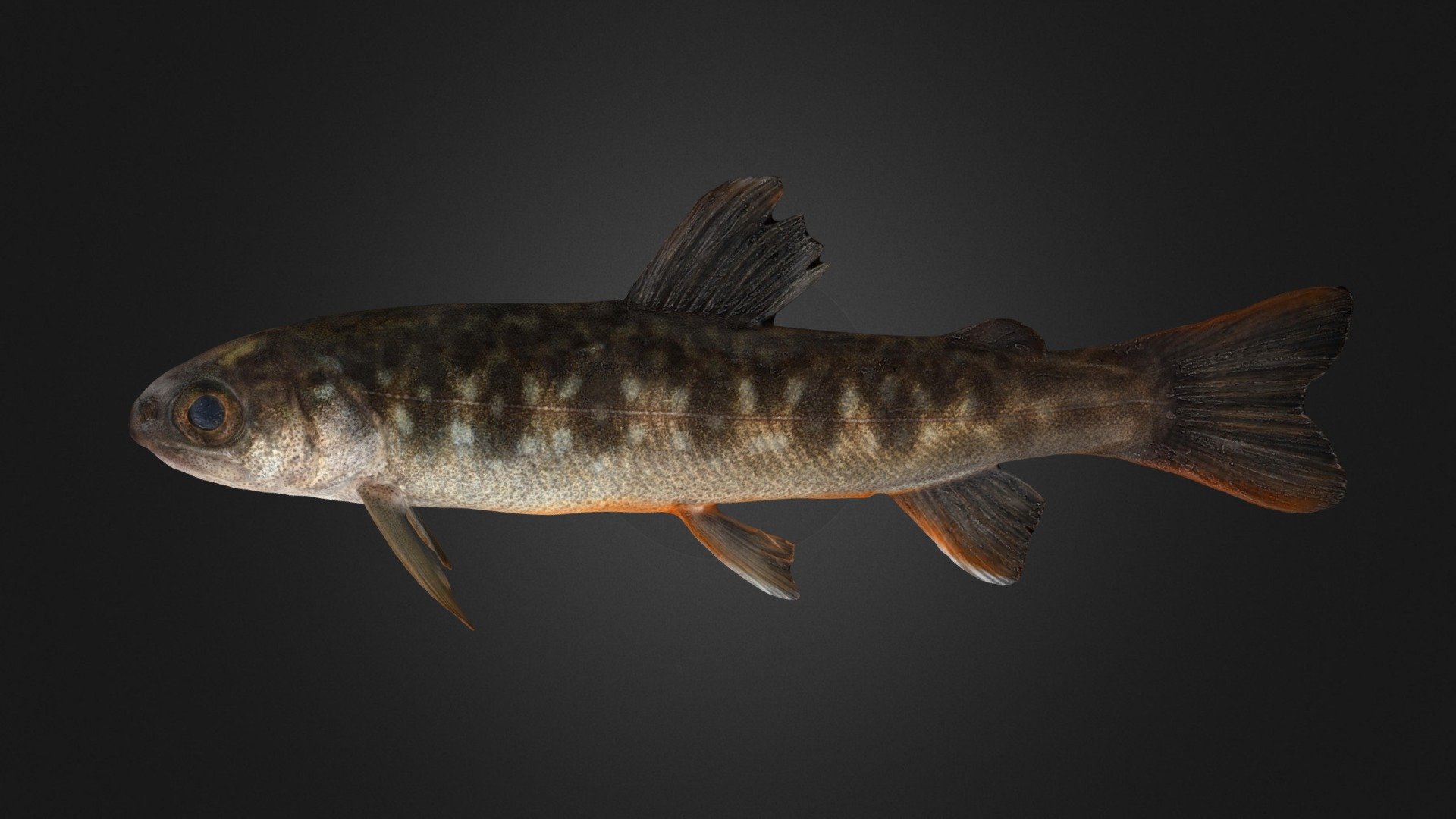 エゾイワナ  幼魚 White-spotted Charr, S. leucomaenis