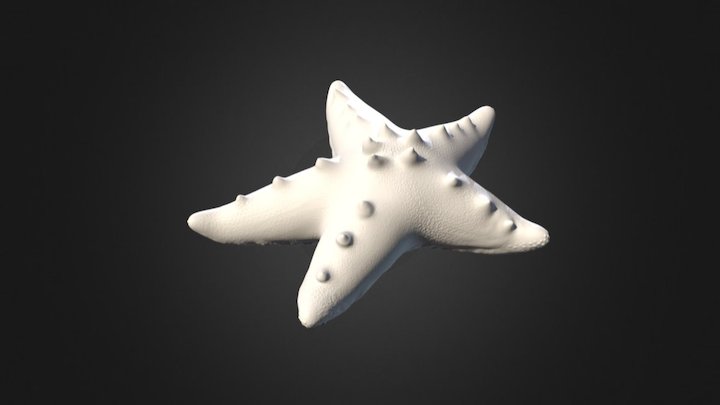 Chocolate Chip Starfish 3D Model