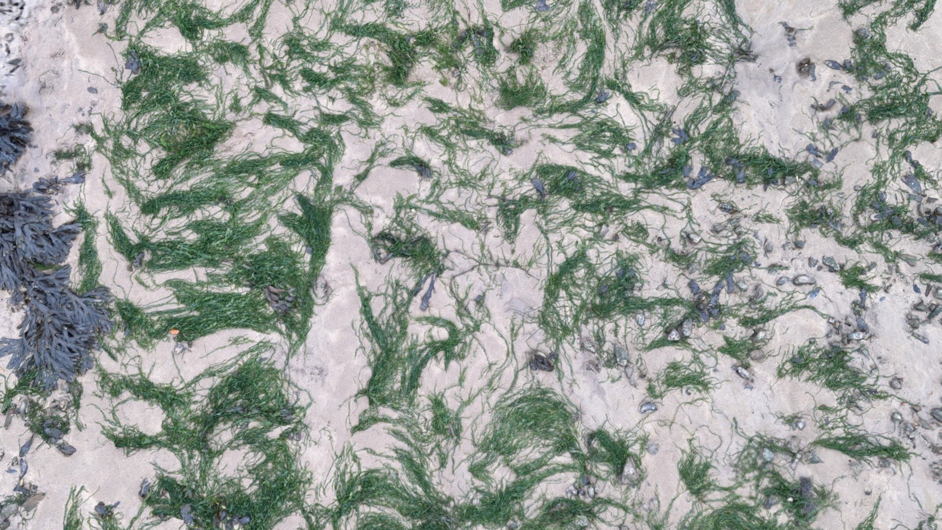 Green Seaweed Patch Download Free 3D model by emcderm [e619c2e