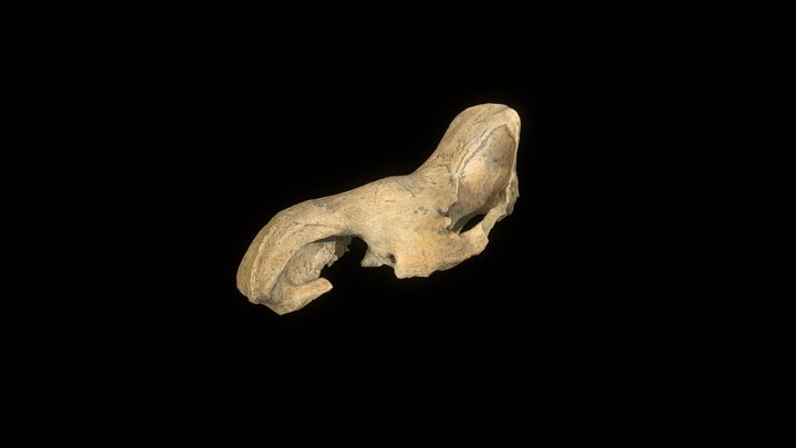 Rhino Skull 1 3D Model