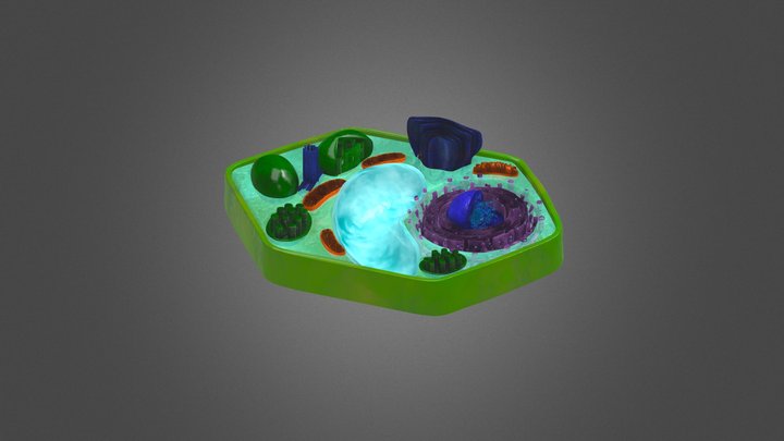 Plant Cell Organelles 3D Model