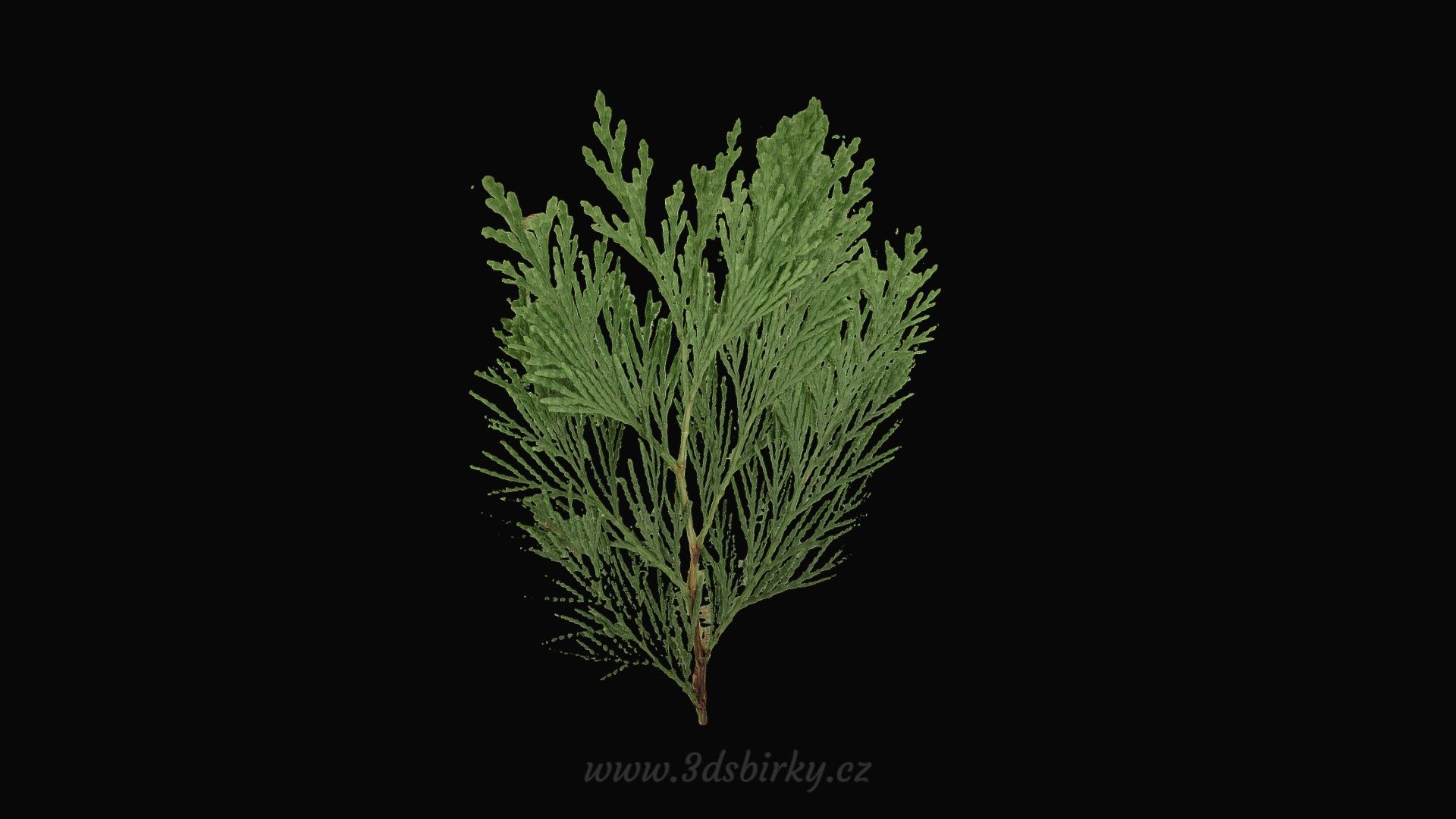 Calocedrus Decurrens - Pazerav sbíhavý — Sketchfab embed 3D viewer