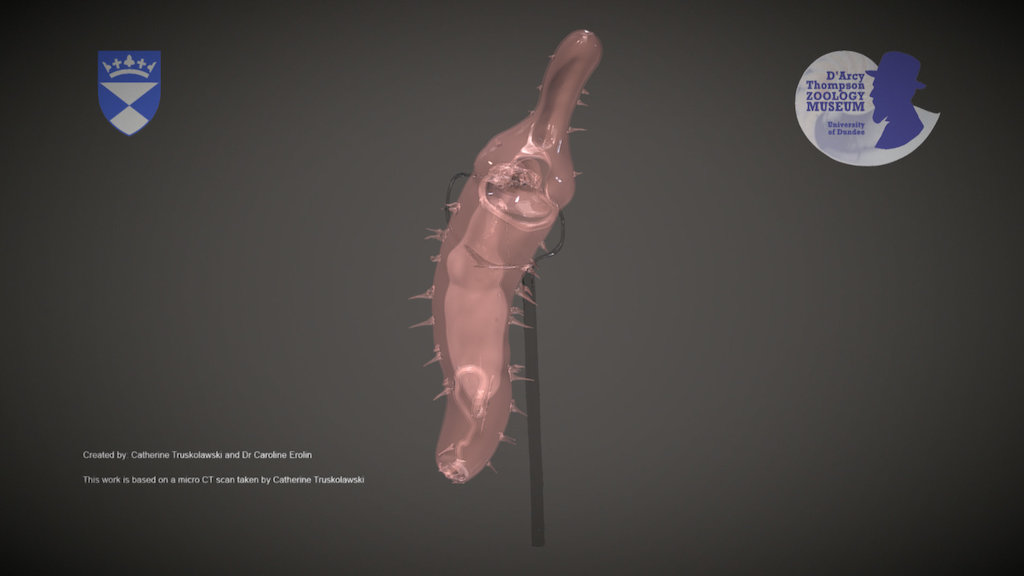 Blaschka Glass Model of a Sand Mason Worm