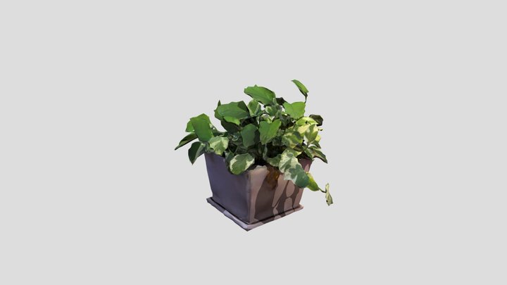 Potted Plant 3D Model