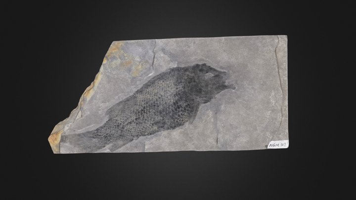 Vertebrate: Fish (PRI 53568)