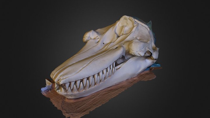 orca-001 3D Model