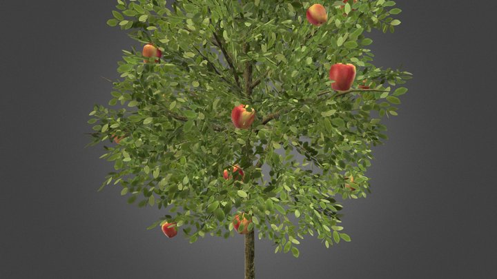 Apple tree 3D Model