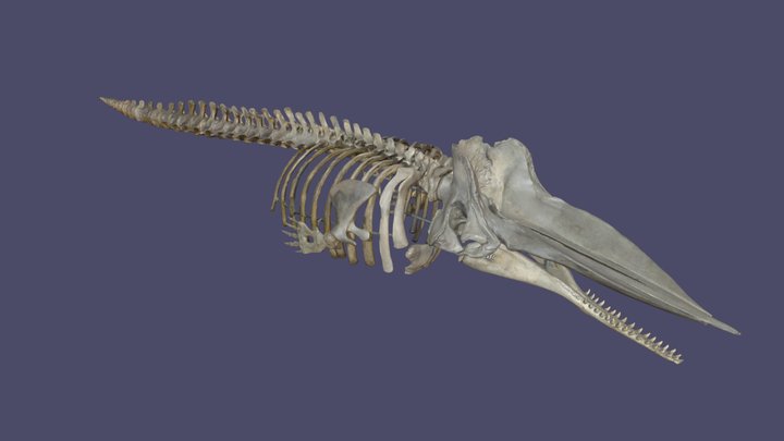 Physeter macrocephalus skeleton 3D Model
