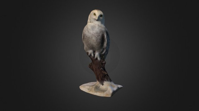 Snowy Owl 3D Model