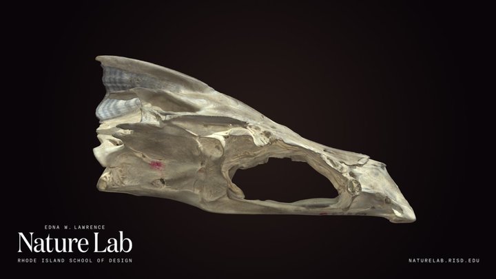Fish Skull