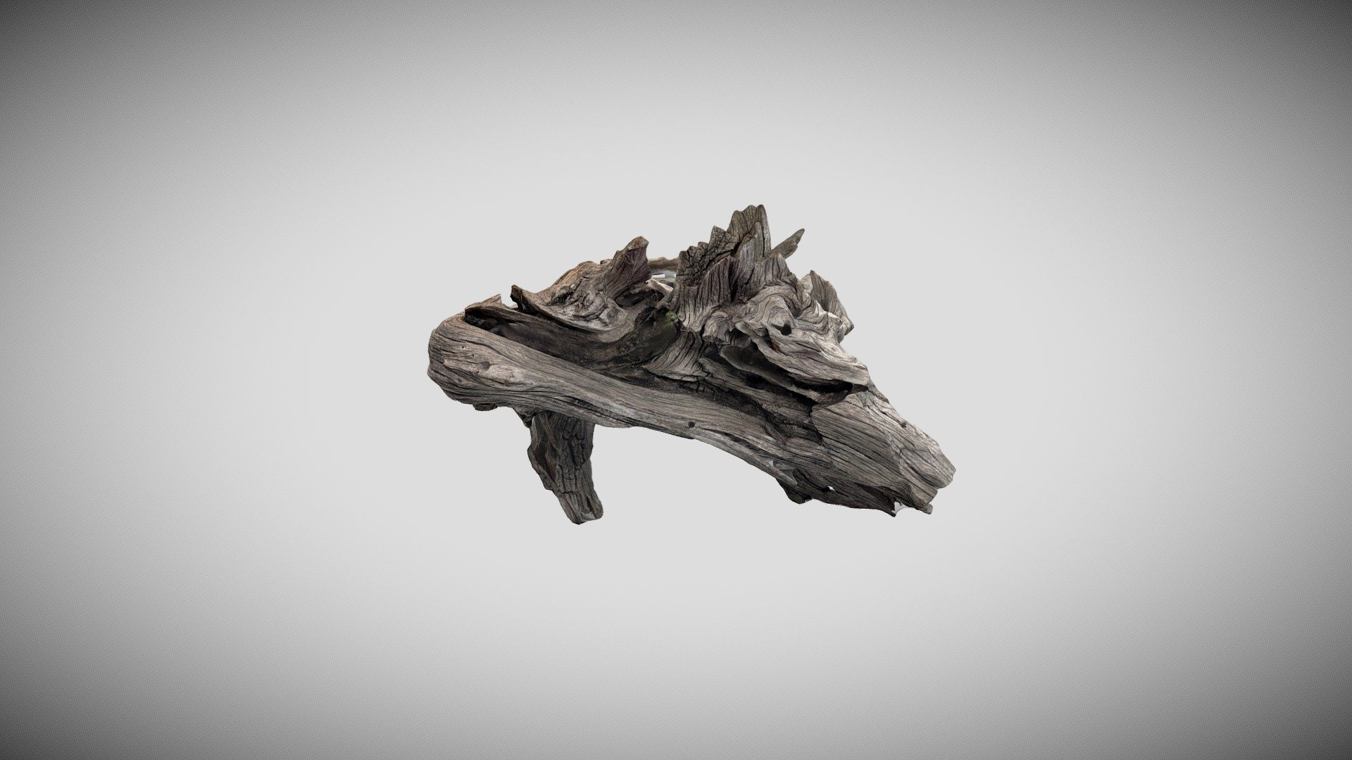 Drift wood from Dee Why