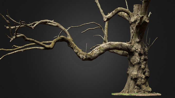 Chestnut tree (photogrammetry) 3D Model