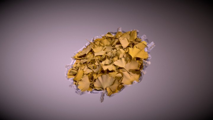 Ginkgo Leaf 3D Model