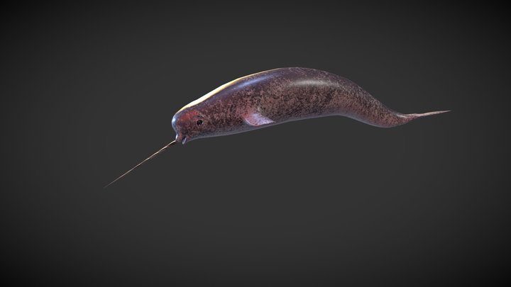 Swimming Narwhal 3D Model