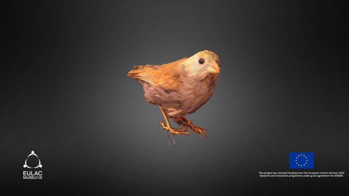 Barbados Bullfinch/Sparrow 3D Model