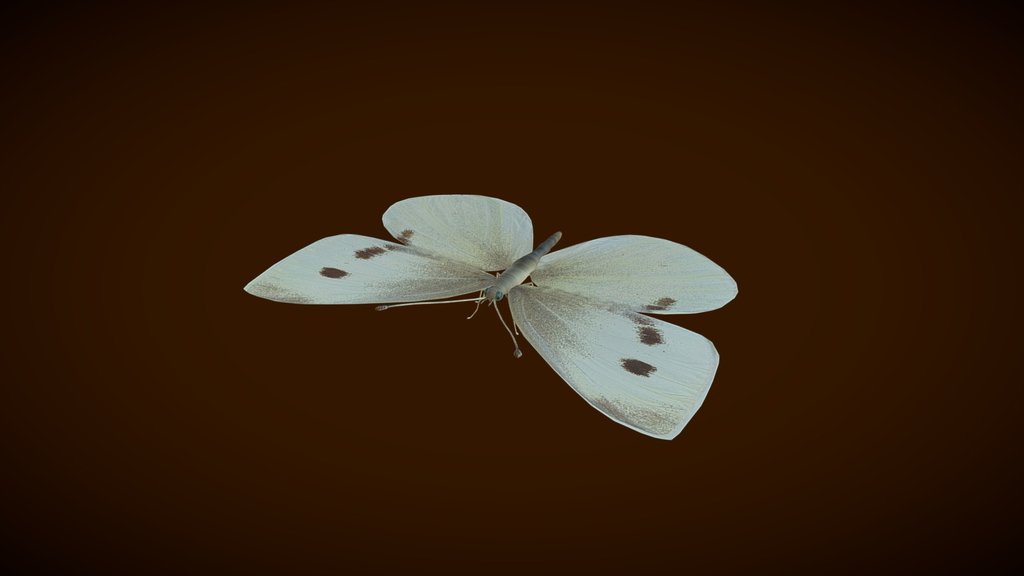 Small Butterfly
