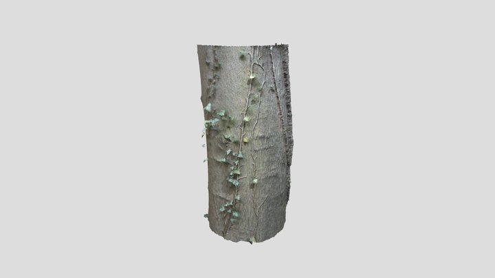 Bark of a Maple Tree 3D Model