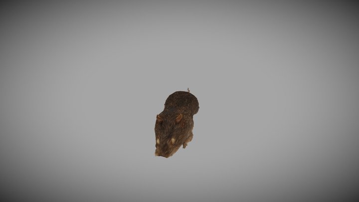 Rattus norvegicus 3D Model