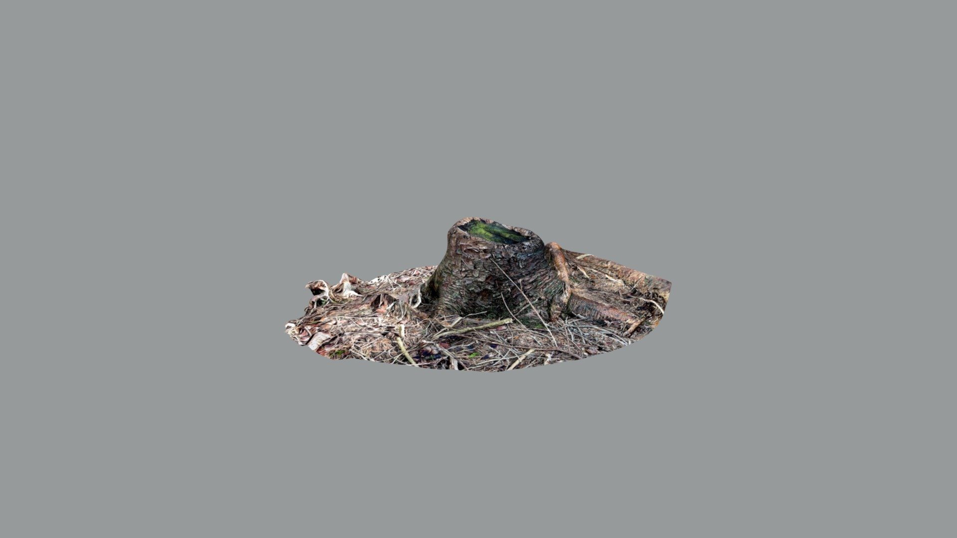 TreeTrunkSmall1