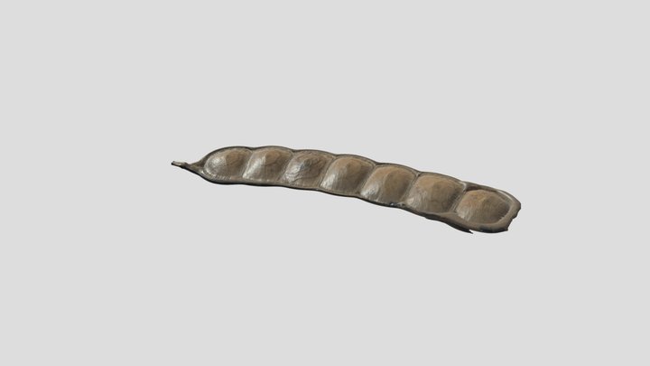 Giant Seed Pod