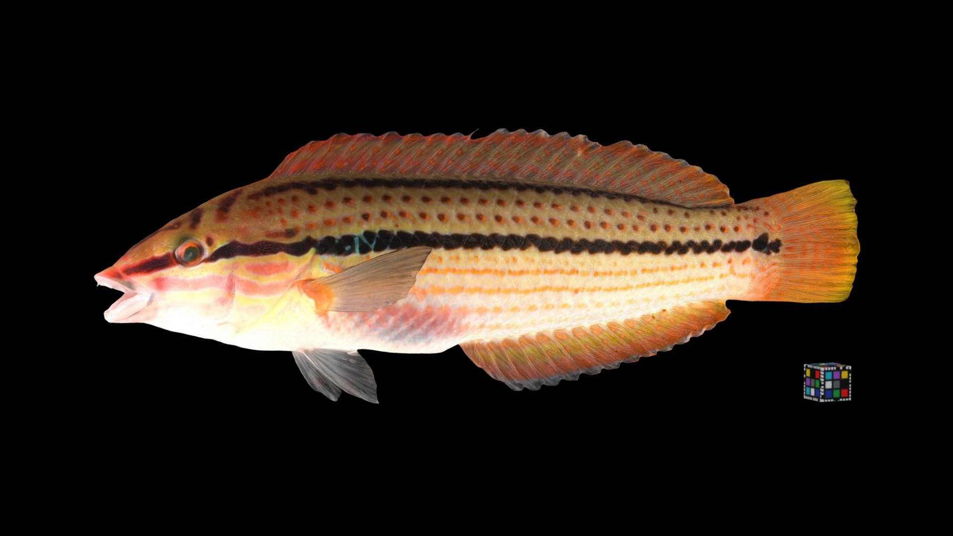 キュウセン ベラ ♀ Wrasse, Parajulis poecilopterus