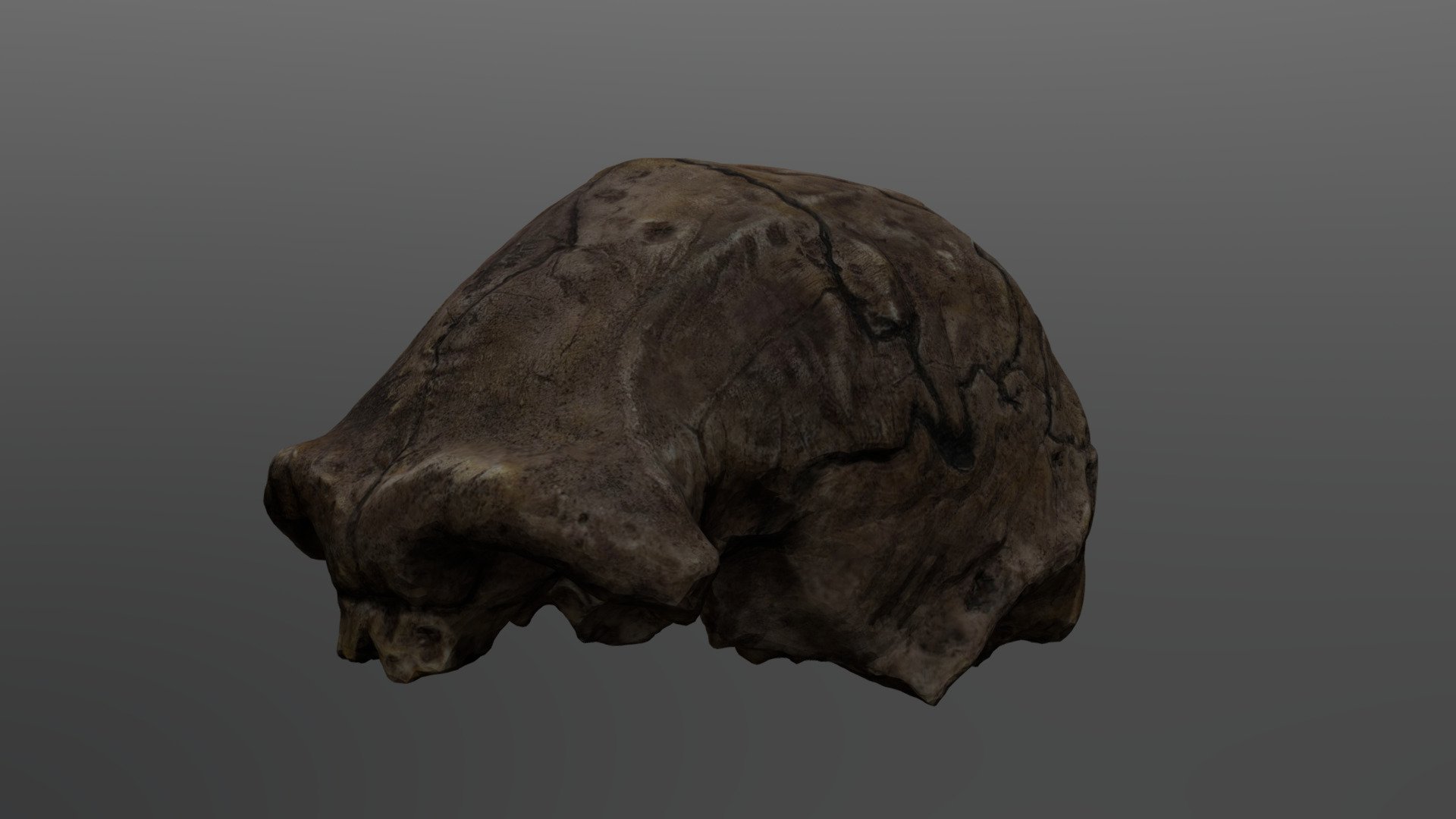 Homo erectus Cranium (Dmanisi 1)