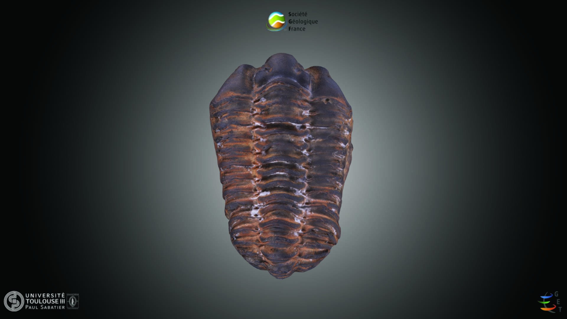 Trilobite - Calymene