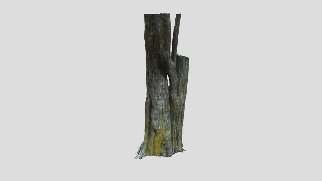 Cedar Tree Trunk 02
