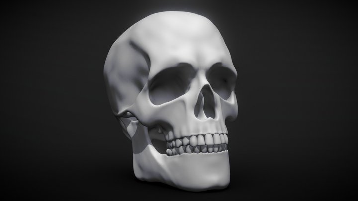 Anatomy Study - SKULL! 3D Model
