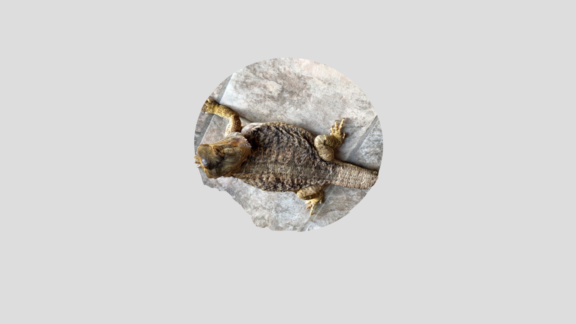 Lita the Lizard