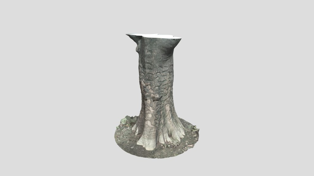 Scanned Tree